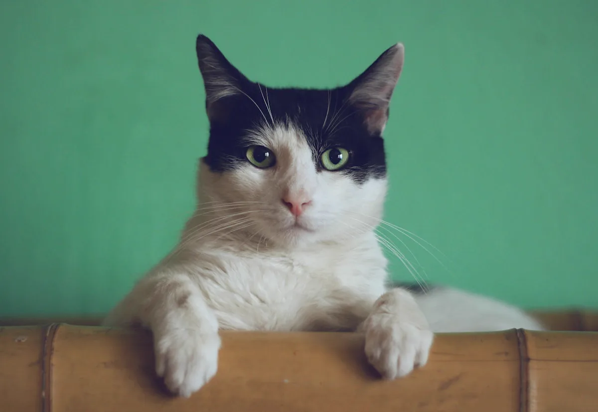 CHECK-UP do app SPOT — fotografia de pet